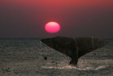 Le sort de la baleine en pourparlers à Agadir  Arton111