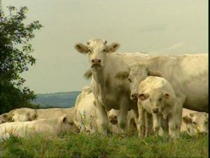 des éleveurs bretons poursuivis en justice Bate10