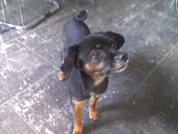 Bingo, petit chien mâle castré noir et pattes couleur feu Bingo10