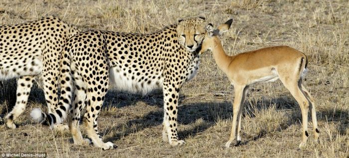 une scène incroyable d'aniamux sauvages Cheeta11