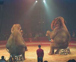 Marche de protestation contre les cirques avec animaux Eleph_10