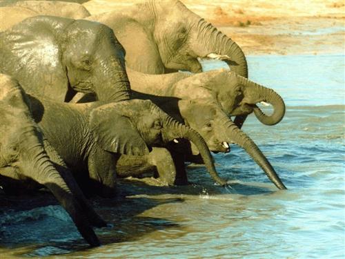 MALI : LA SECHERESSE TUE AUSSI LES ELEPHANTS Elepha12