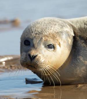 Grande-Bretagne : un pêcheur découvre un phoque dans une rivière Grande10