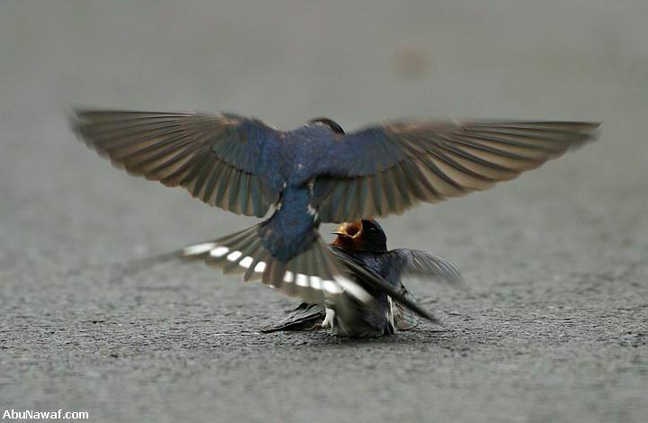 C'est vraiment touchant!  vraiment exceptionnel. Oiseau11