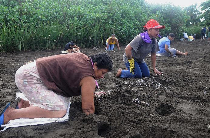 Au Costa Rica, ils prennent les oeufs de tortues pour les vendre!!! Tortue11