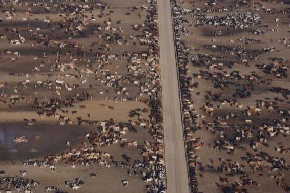 Faites un geste pour la planète Viande10