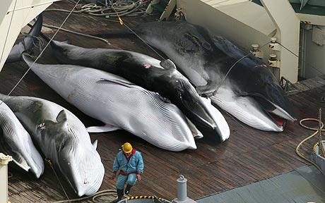Le sort de la baleine en pourparlers à Agadir  Whalin10