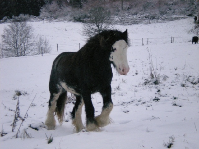 Vanko dans la neige 20105_11