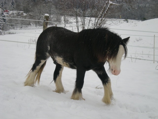 Vanko dans la neige Dacemb21