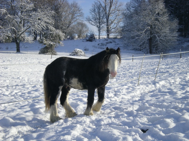 Vanko dans la neige Decemb11