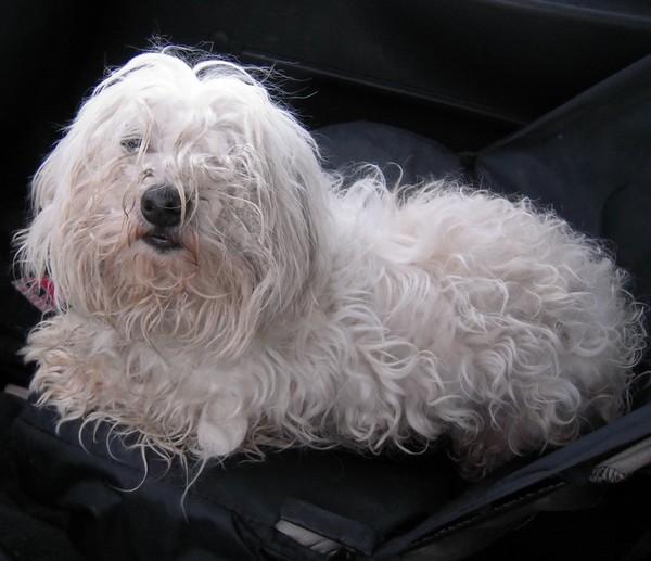 Son histoire (24 avril 2010) Bichon14