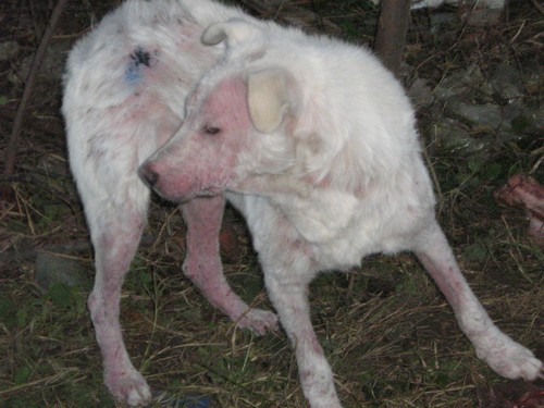 Le Grand Blanc, 2 ans, gravement atteint par la demodecie (Roumanie) Blanc-12