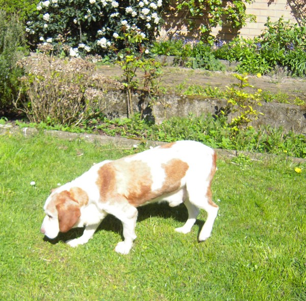 Promenade au jardin (17 avril 2010) Boy-ja11