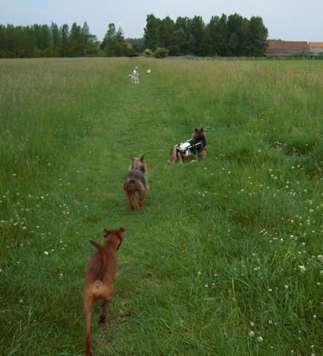 Promenade en libert (13 juin 2010) Fanett77