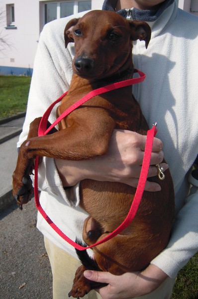 FLAM (mâle Pinscher de 2 ANS)- Asso Canin-Nursing Flam-b10