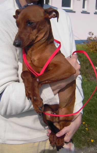 FLAM (mâle Pinscher de 2 ANS)- Asso Canin-Nursing Flam-b12