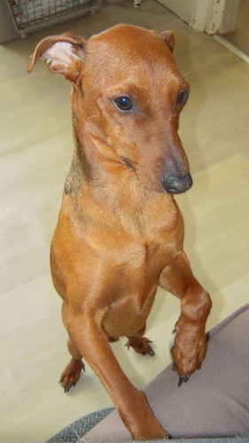 Flam, pinscher nain 2 ans, asso Cani nursing, Dunkerque ADOPTE - Page 3 Flam-d11