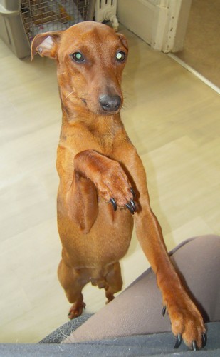 Flam, pinscher nain 2 ans, asso Cani nursing, Dunkerque ADOPTE - Page 3 Flam-d13