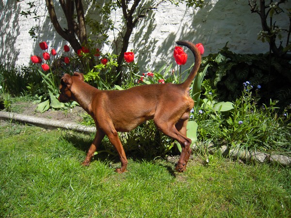 FLAM (mâle Pinscher de 2 ANS)- Asso Canin-Nursing Flam-j10