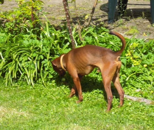 Flam, pinscher nain 2 ans, asso Cani nursing, Dunkerque ADOPTE - Page 3 Flam-j12