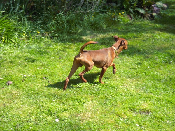 Flam, pinscher nain 2 ans, asso Cani nursing, Dunkerque ADOPTE - Page 3 Flam-j13