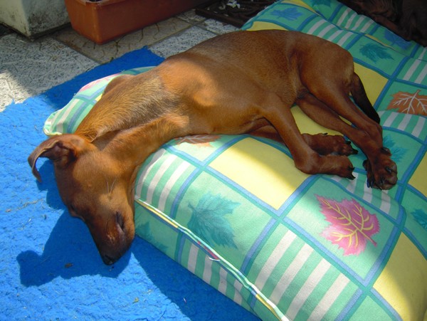 Flam, pinscher nain 2 ans, asso Cani nursing, Dunkerque ADOPTE - Page 2 Flam-m10