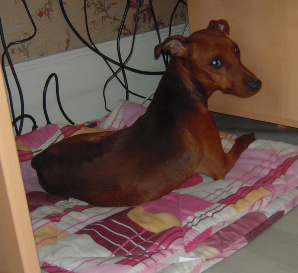 Flam, pinscher nain 2 ans, asso Cani nursing, Dunkerque ADOPTE Flam-s10