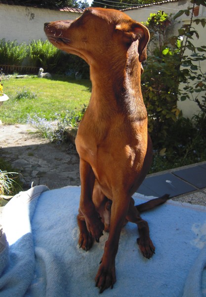 Flam, pinscher nain 2 ans, asso Cani nursing, Dunkerque ADOPTE - Page 2 Flam-t15