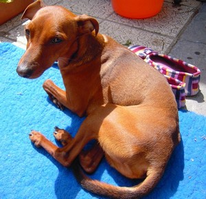 Flam, pinscher nain 2 ans, asso Cani nursing, Dunkerque ADOPTE - Page 2 Flam-t17