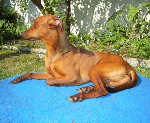 Flam, pinscher nain 2 ans, asso Cani nursing, Dunkerque ADOPTE - Page 2 Flam-t21