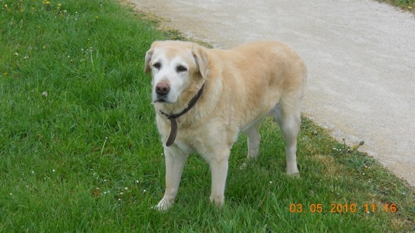 OPHELIE - femelle Labrador de 13 ans Opheli10