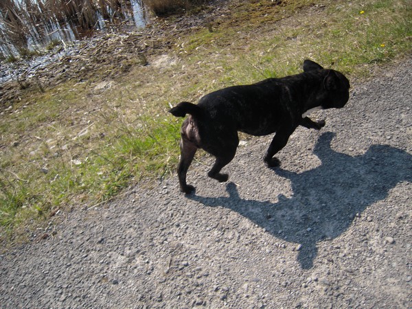 Promenade au lac (15 avril 2010) Rocky-16