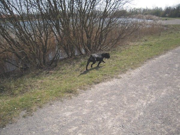 Promenade au lac (15 avril 2010) Rocky-20