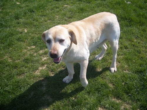 TRACY, Labrador sable, tumeur incurable, refuge de More ( 41 ) - DECEDEE - Tracy-10