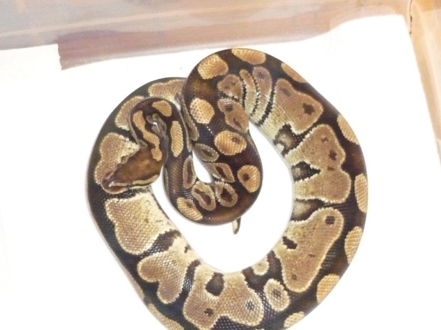 python regius P1020115