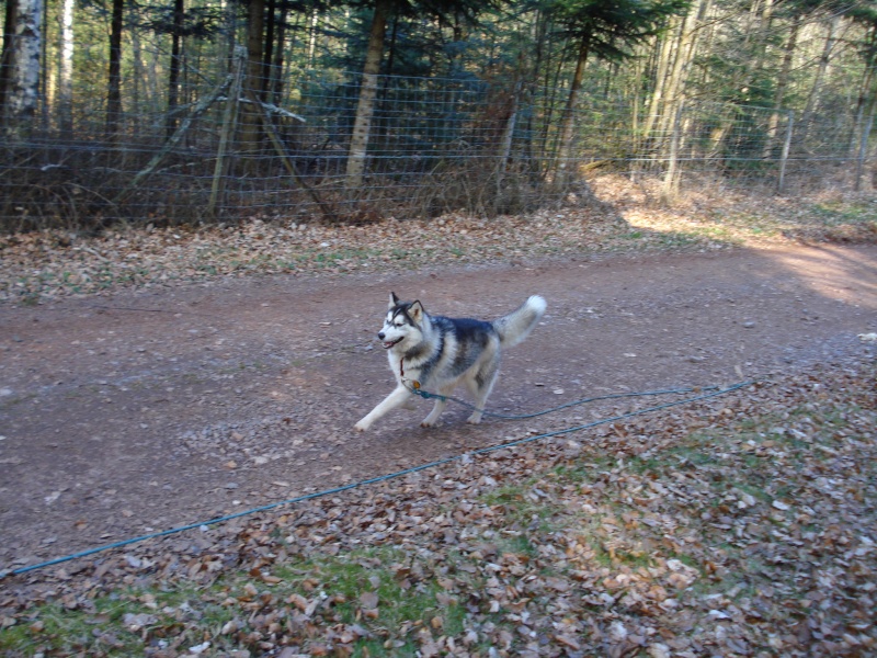 Darko le retour... Dsc03436