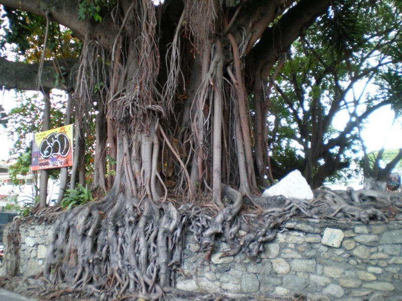 Bizarre ? vous avez dit bizarre...vu à Caracas et environs D13