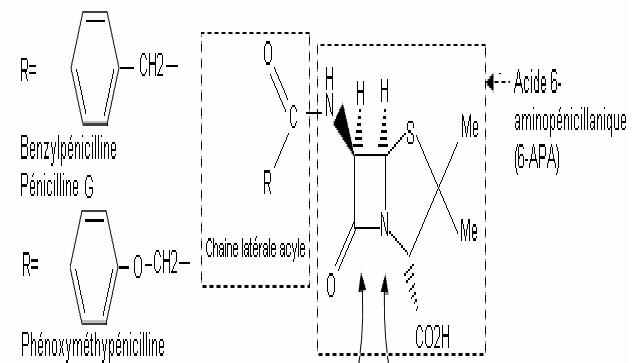 Les pnicillines : Sans_t10