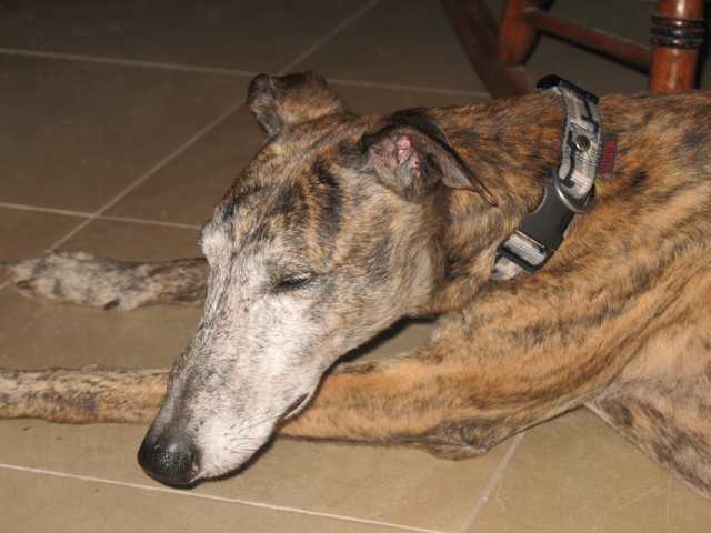 TIMIDE superbe galgo LOF 111