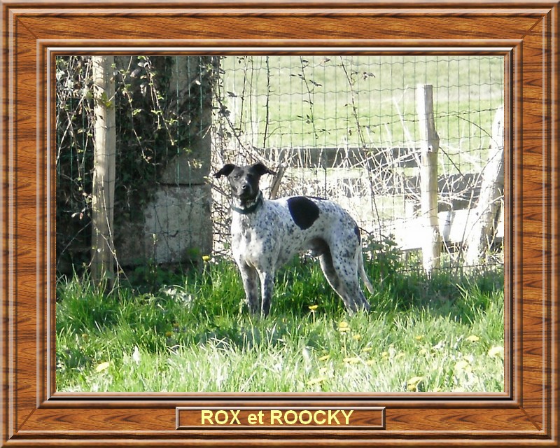 ROX et ROOCKY croiss whippet / braque 215