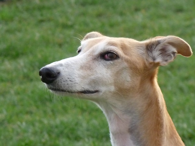 Chipie, jolie galga non LOF (47) 23_03_11