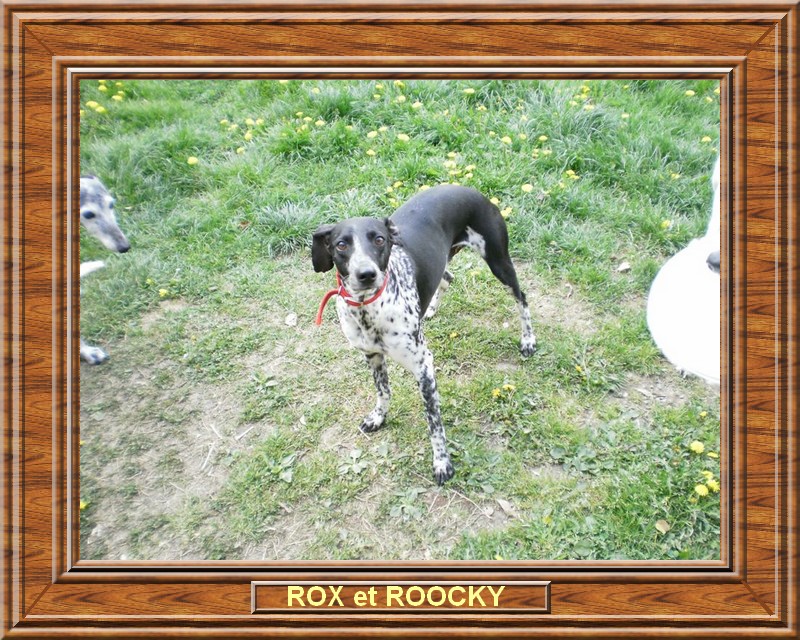 ROX et ROOCKY croiss whippet / braque 315