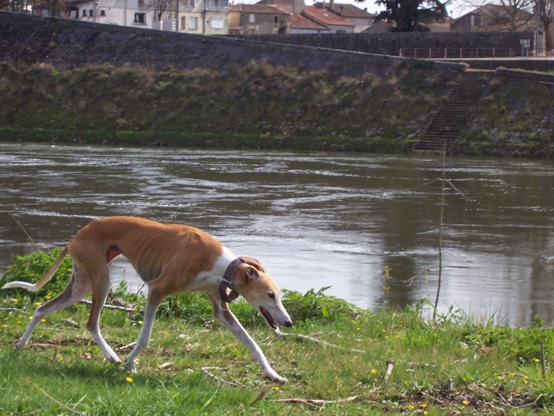 Chipie, jolie galga non LOF (47) Brigit10