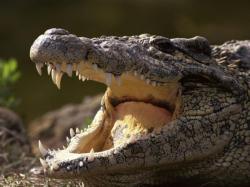 Arras : un homme a vu un crocodile dans la rue ! 1266-p10