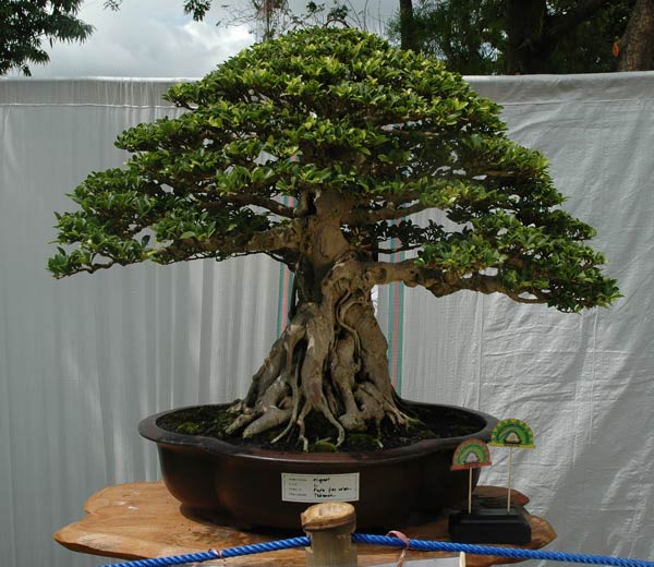 Bonsai exhibition in Tabanan, Bali - Page 2 -05_fi10