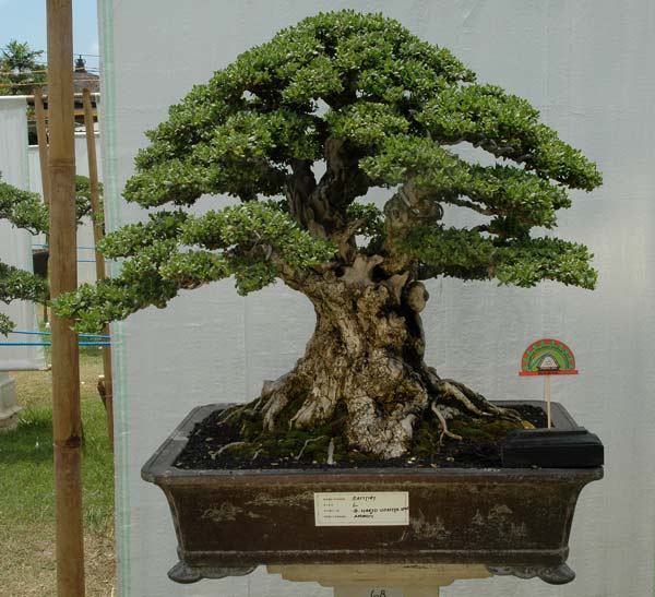 Bonsai exhibition in Tabanan, Bali _14_pe10