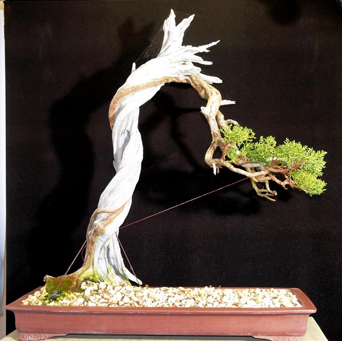 BONSAI SCULPTURE BY NATURE Bunjin11