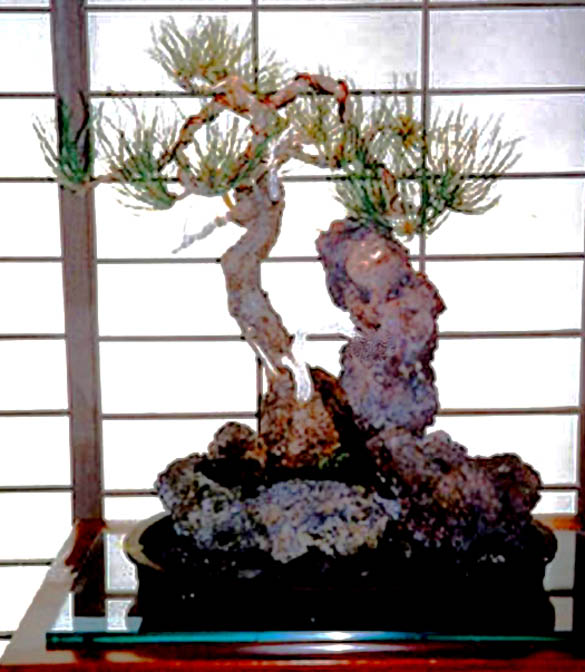 PONDEROSA PINE Zz_gum10