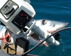 Snakes Alive the Dangers of Jet Ski fishing in Australia Mako212