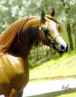 Arabian at stud 2009/2010 seaons Head211